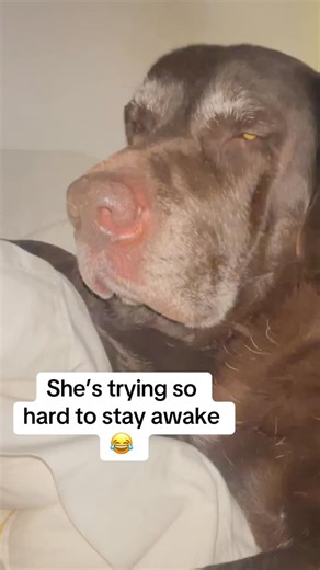13 reactions | She’s trying so hard to stay awake #tired #sleepy #reelsvideo #doggy #awake | Marty Shelby Labradors | Facebook