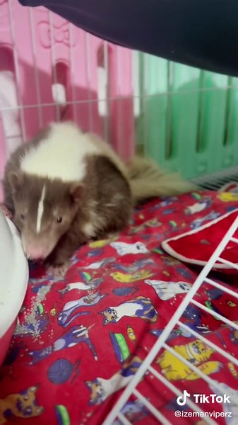 Izeman Viperz บน TikTok