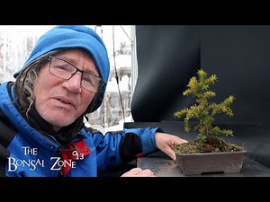 Pruning My Yew and Other Small Trees, The Bonsai Zone, Jan 2026