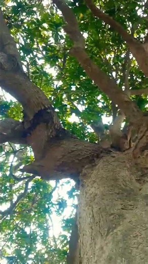 Bharat Bhojpuri Chand koike karo YouTube per channel subscribe video 2026