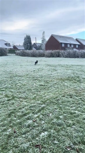 My dog chasing while me and my brother is playing…!