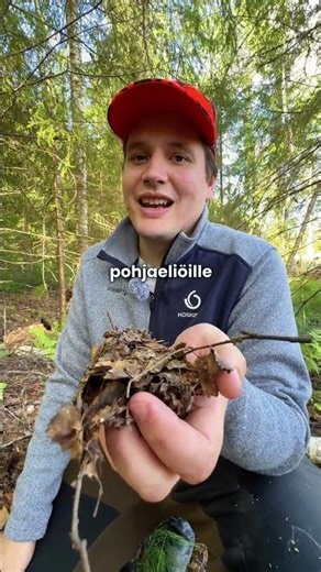 Suojakaista – Koskisen Puunhankinta