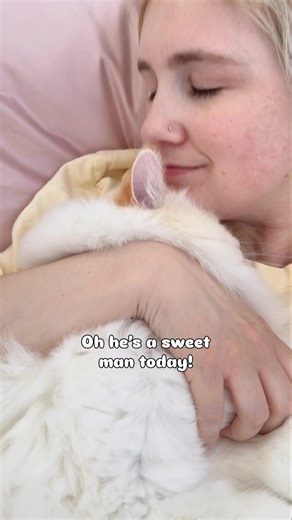 it’s a BIG Mickey snuggle morning 🥹 #ragdolls #mickeyandwalter #snugzmeow