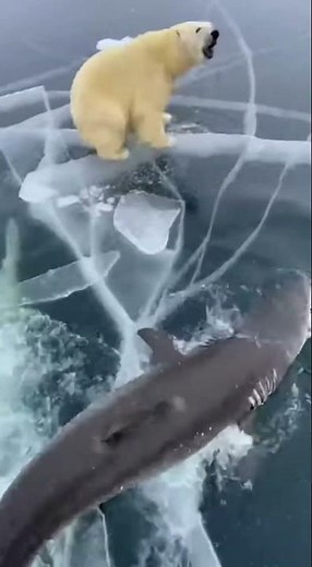 Greenland Shark, Known as the Longest-Living One – Attacking a Polar Bear