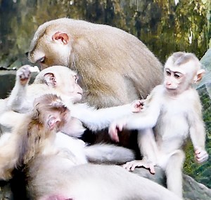 16K views · 693 reactions | Super Pity To Baby Lucie, She Love & Trying To Comfort Libby But Rainbow Repeatedly Impeded Her, Very Sad Baby Lucie,. | Story History | Facebook