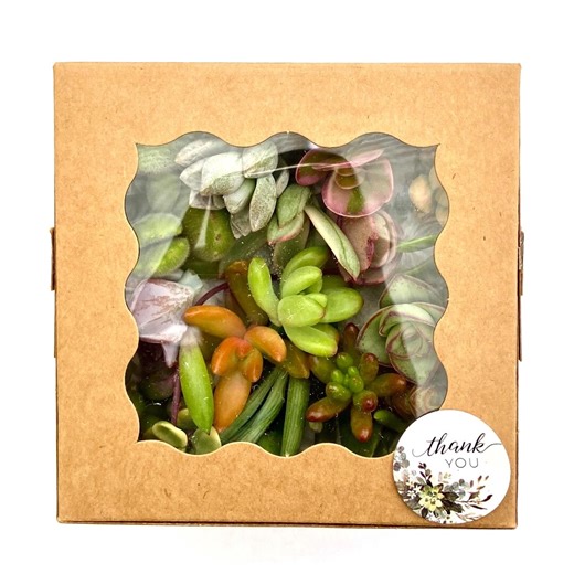 Mini Succulent Cuttings Gift Box: Eco-friendly Plant Present - Etsy