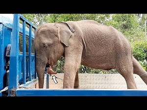 Horrific jaw exploder made the Elephant suffer with hanging tongue and shattered jaw