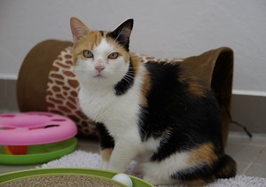 Joy – VERMITTELT :) In einer Nacht und Nebelaktion konnte Fundkatze Joy gerettet werden. Beim Geburtsvorgang ihrer 4 Babys wurde sie entdeckt und ein Tierarzt in der Nähe hat ihr mit einem Kaiserschnitt wahrscheinlich das Leben gerettet. Nun wartet auch Joy auf ein neues Zuhause. Sie kam mit Stummelschwanz, schlechtem Gebiss, Veränderungen in der Milchleiste und einer Lungenentzündung ins Tierheim. Die Operationen hat sie gut überstanden, einzig ihre Atembeschwerden werden zurückbleiben. Sie ist