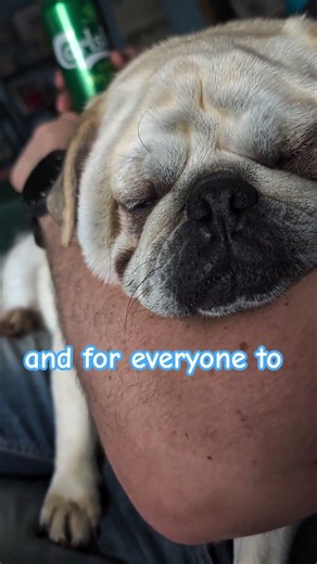 #RockyPug has food a new occupation #pug #cutedogs #puppy #mypug #dogshorts