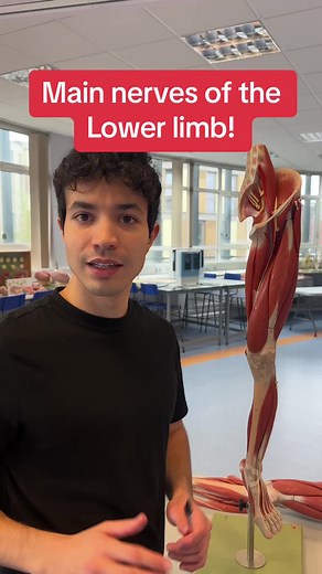 Understanding Leg Nerves: A Comprehensive Guide
