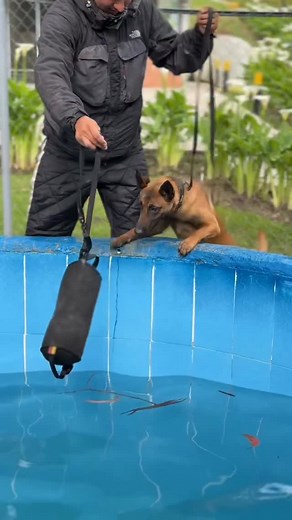 3.1K views · 368 reactions | Shower day ‍♀️ Primer día de natación con Killa, al parecer ya sabía nadar  • • • #showerday #natacion #piscina #mar #playa #malinoispower #malinois #malinoislovers #malinoisofig #malinoislife #malinoislove #malinoistraining #malinoispuppy | Kevin Scola | Facebook