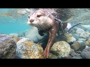 Otters leaping for joy at the returning clear water! Otters playing to the end! [Otter life Day 566]