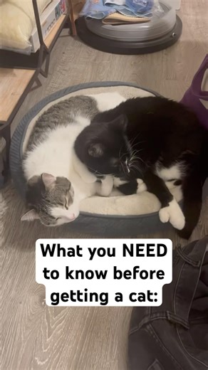 Two Cats Are Easier Than One! 🐾 #cat #catvideos #shorts