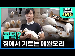 집오리 2분의 1크기로 작은 '콜덕'을 아시나요?🦢 하얗고 폭신한 콜덕의 치명적인 귀여움에 빠질 준비 되셨나요? [ 별별사람들 ] 20230607