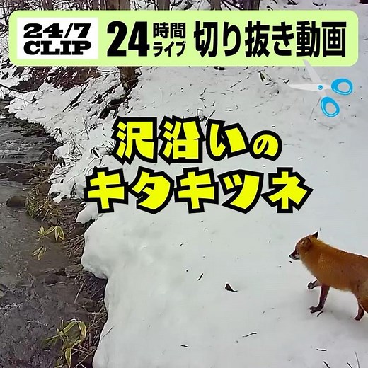 24時間ライブより／沢沿いのキタキツネ（2025/12/25-13:52） #wildlife #nature #fox #hokkaido #動物 #北海道 #自然