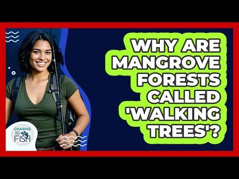 Why Are Mangrove Forests Called 'walking Trees'? - Chasing Big Fish