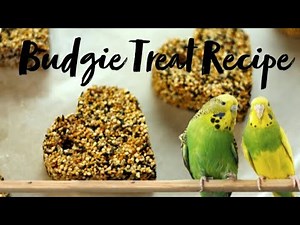 Budgie Treat Recipe (Ideal for your bird)