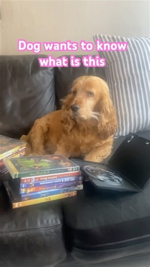 My Dog Asks: What Are DVDs?