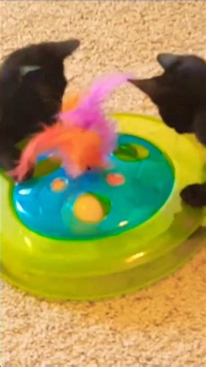 Kittens playing
