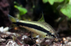 Algenfresser im Aquarium: die beliebtesten Helfer gegen Algen