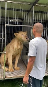 Simba bath day!😊🦁 #kapangil tv #lions #lionking #lioness #thankyouforwatchingyreels #Ka Pangil tv | Jun Palomar