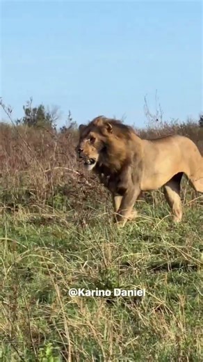 Molibany Male Lions chasing intruder Lion | #lion #shorts #wildlife