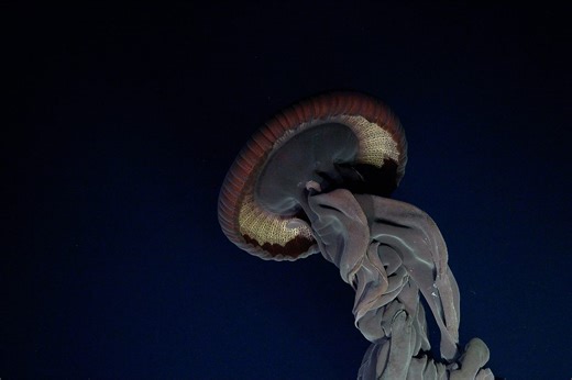 This 'phantom' jellyfish is bigger than a bus – and keeps lurking in shallow waters | BBC Science Focus Magazine