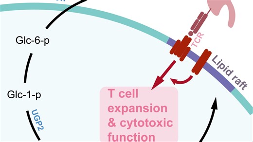 慢速和我一起用adobe illustrator画cell子刊的graphical abstract