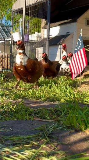 🇺🇸 Happy Independence Day from Our Duck Family! 🦆❤️