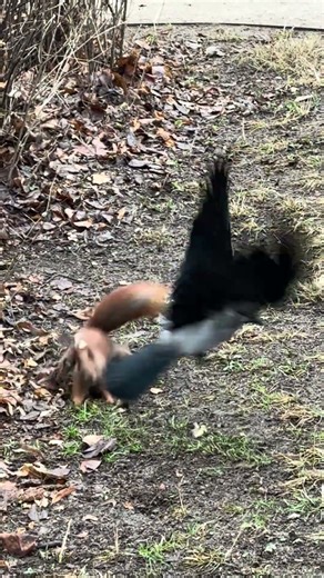 Crow vs Squirrel