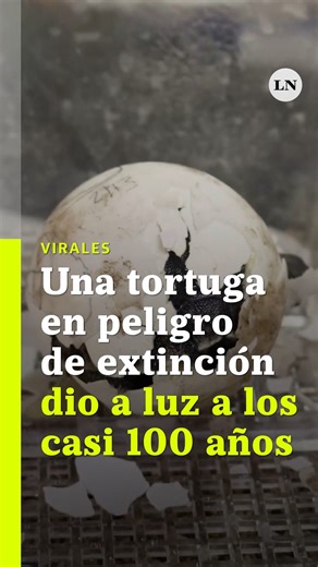 19K views · 314 reactions | Una tortuga gigante originaria de las Islas Galápagos dio a luz por primera vez a los casi 100 años. Así, el Zoológico de Filadelfia celebró la llegada de cuatro crías de una especie en peligro crítico de extinción. | LA NACION | Facebook