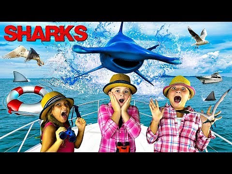 Sharks for Kids | Learn About Hammerhead Sharks!