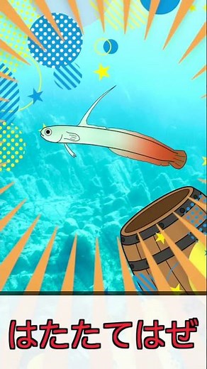 [Children's Educational] Peek-a-boo with sea creatures at the aquarium! A fish animation that wil...