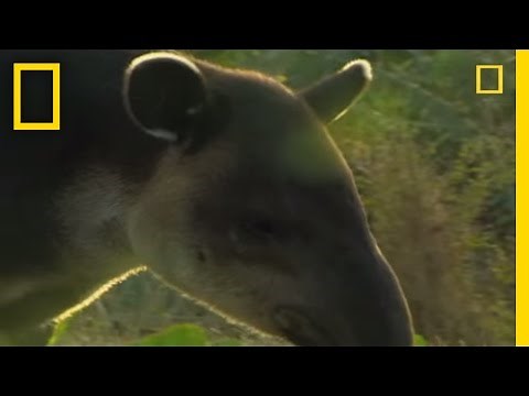 What in the World is a Tapir? | National Geographic