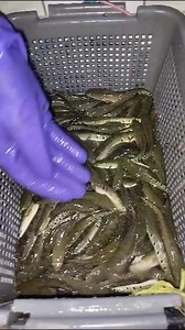 Sole Fish Seed Available For Kind of Fish farming, Biofloc Fish tanks installation , Feed, Seed , Selling and purchasing kindly contact us. 03008820519,03437077773 #biofloctechnology #FishSeed #biofloctech #bioflock #pangsiusseed #bioflocfish #bioflocos #biofloctraining #fish #fishseeds #bioflocsystem #bioflocfishfarming | Zarai Pakistan | Facebook