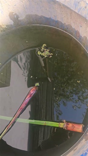 💧 This is how azolla is grown in water 🌿 #Wetlands #Nature #Cultivation