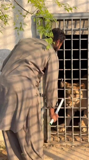 Amazing Lions in the Wild