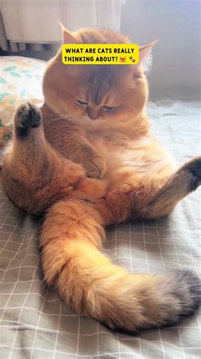 “What are they thinking? Wait for the answer… 🐈”#shorts #cats#catsfunnyvideos#catshorts#catvideos