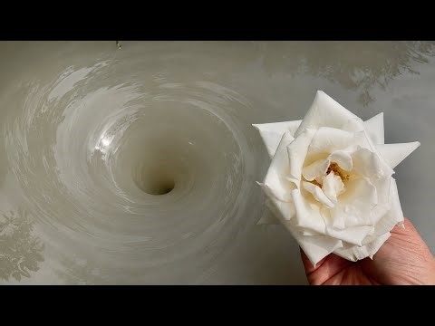 Amazing Water Vortex Experiment!? Whirlpool Hole vs White Flowers.