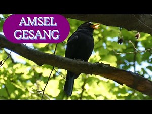 Amsel Gesang 🌞 Waldgeräusche mit Vögel zur Entspannung 🌞 Vögel singen im Frühling