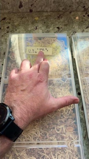 DIY freeze drying UL meals #freezedrying #ultralighthiking #harvestright #ultralightbackpacking