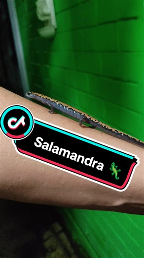 Descubre la salamandra tlaconete en tu jardín