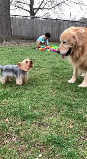 Yorkshire Terrier Takes on a Giant Golden Retriever! In this fun documentary clip, watch as the small but mighty Yorkshire Terrier bravely faces off against a giant Golden Retriever! Despite the size difference, their playful showdown is full of excitement and surprises. This video showcases the courage of a tiny dog and the power of their bond. You won’t be able to stop smiling while watching! #YorkshireTerrier #GoldenRetriever #DogFriendship #SmallDogBigHeart #Dogs #FunnyDogs #YorkshireVSGolde