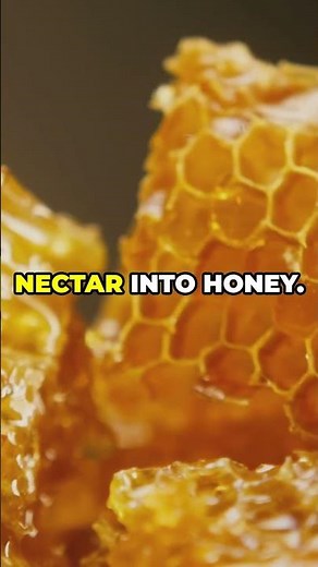 How Bees Turn Nectar Into Honey: The Sweet Science Explained 🍯🐝