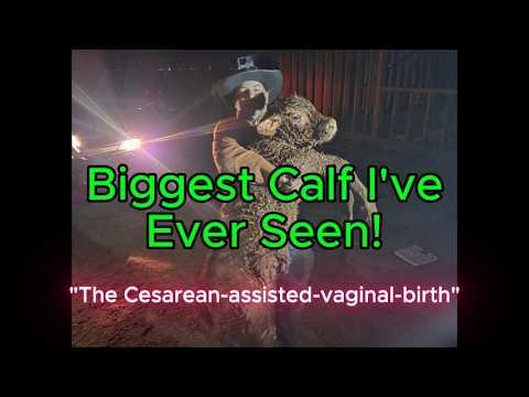 C-Section on a Cow