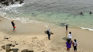 Keeping people and sea lions safe from each other along the La Jolla coastline: proposal