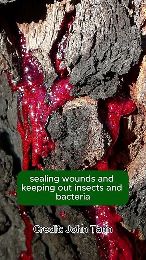 The Tree is BLEEDING? | Bloodwood Tree