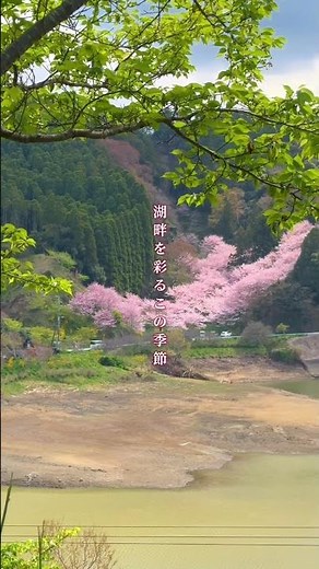 佐久間ダム #千葉 #房総半島 #鋸南 #佐久間ダム #桜