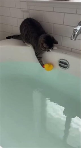 Cat chases the rubber duck in the tub... #cats #funnycats #cat