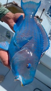 80K views · 277 reactions | Parrotfish Facts You Won't Believe! #fish #aquaticlife #viralreels #trendingreels #science #knowledge #facts #factsdaily #shortvideo #sealife #waterlife #education | Universe Facts | Facebook